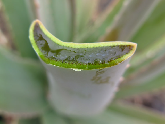 Aloe vera : coupe transversale d'une feuille laissant apparaÃ®tre la pulpe gÃ©latineuse