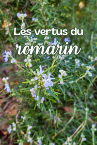 Un plant de romarin en fleurs